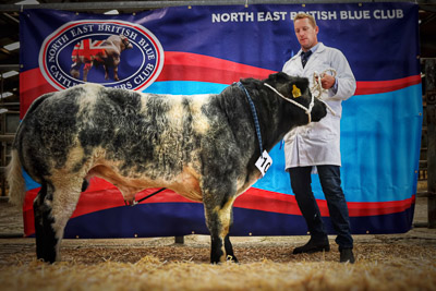 Mills - Reserve Calf Show Champion - Warrior